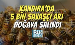 Kandıra’da 5 Bin Savaşçı Arı Doğaya Salındı