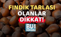 Fındık Tarlası Olanlar Dikkat!