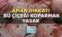 Aman Dikkat! Bu Çiçeği Koparmak Yasak