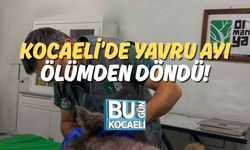 Kocaeli’de Yavru Ayı Ölümden Döndü!