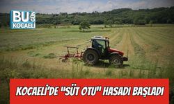 Kocaeli’de “süt otu” hasadı başladı