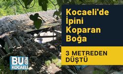 Kocaeli'de İpini Koparan Boğa 3 Metreden Düştü