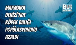 Marmara Denizi'nde Köpek Balığı Popülasyonunun Azaldı