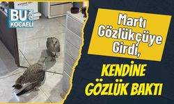 Martı Gözlükçüye Girdi, Kendine Gözlük Baktı