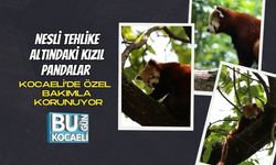 Nesli Tehlike Altındaki Kızıl Pandalar Kocaeli’de Özel Bakımla Korunuyor