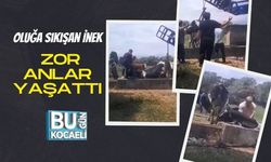 Oluğa Sıkışan İnek Zor Anlar Yaşattı