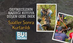 Definecilerin Kazdığı Kuyuya Düşen Gebe İnek Saatler Sonra Kurtarıldı