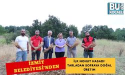 İzmit Belediyesi'nden İlk Nohut Hasadı: Tarladan Sofraya Doğal Üretim