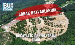 Sokak Hayvanlarına Doğayla İç İçe Yeni Yaşam Alanı