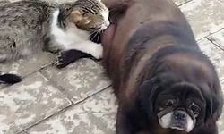 Görenler inanamadı, Köpek Kediyi Sokak Ortasında Emzirdi