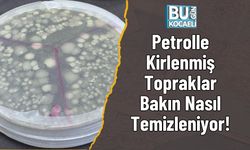 Petrolle Kirlenmiş Topraklar Bakın Nasıl Temizleniyor!