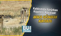 Kaldırımda Yürürken Köpekler Kovaladı! Araca Sığınarak Kurtuldu