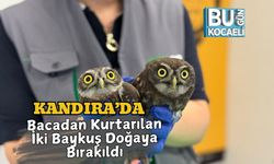 Kandıra’da Bacadan Kurtarılan İki Baykuş Doğaya Bırakıldı