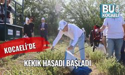 Kocaeli’de Kekik Hasadı Başladı