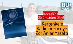 Kocaeli’de Gülümseten Olay! Kertenkele Kadın Sürücüye Zor Anlar Yaşattı