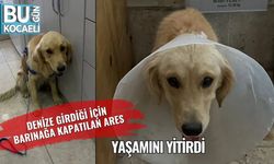 Denize Girdiği İçin Barınağa Kapatılan Ares, Yaşamını Yitirdi
