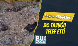 Sokak Köpekleri 20 Tavuğu Telef Etti