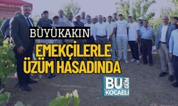 Büyükakın Emekçilerle Üzüm Hasadında