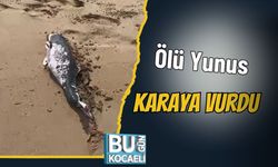 Ölü Yunus Karaya Vurdu