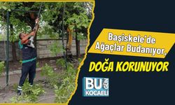 Başiskele’de Ağaçlar Budanıyor, Doğa Korunuyor