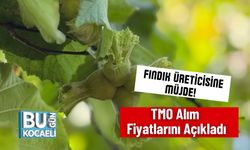 Fındık Üreticisine Müjde! TMO Alım Fiyatlarını Açıkladı