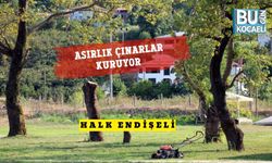 Asırlık Çınarlar Kuruyor, Halk Endişeli