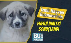 İzmit Hayvan Bakımevi’nin Enerji İhalesi Sonuçlandı