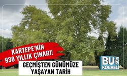 Kartepe’nin 930 Yıllık Çınarı! Geçmişten Günümüze Yaşayan Tarih