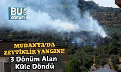 Mudanya’da Zeytinlik Yangını! 3 Dönüm Alan Küle Döndü