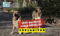 Sürü Halindeki Sokak Köpekleri Toplanıyor