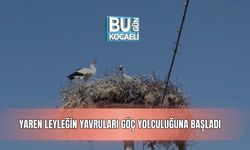 Yaren Leyleğin Yavruları Göç Yolculuğuna Başladı