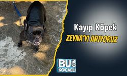 Kayıp Köpek ZEYNA’yı Arıyoruz