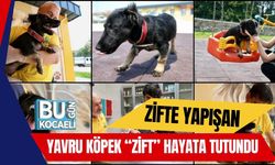 Zifte Yapışan Yavru Köpek “Zift” Hayata Tutundu