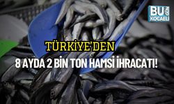 Türkiye’den 8 Ayda 2 Bin Ton Hamsi İhracatı!