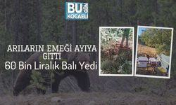 Arıların Emeği Ayıya Gitti: 60 Bin Liralık Balı Yedi