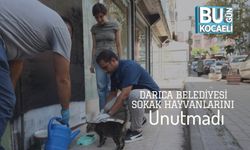 Darıca Belediyesi Sokak Hayvanlarını Unutmadı
