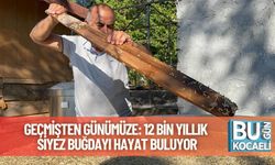 Geçmişten Günümüze: 12 Bin Yıllık Siyez Buğdayı Hayat Buluyor