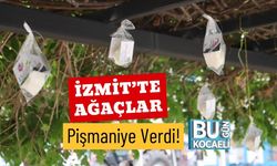 İzmit’te Ağaçlar Pişmaniye Verdi!
