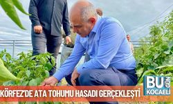 Körfez’de Ata Tohumu Hasadı Gerçekleşti