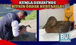 Kumla Deresi’nde Bitkin Ördek Kurtarıldı