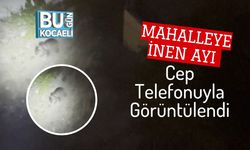 Mahalleye İnen Ayı Cep Telefonuyla Görüntülendi