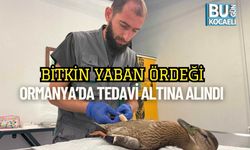 Bitkin Yaban Ördeği Ormanya’da Tedavi Altına Alındı