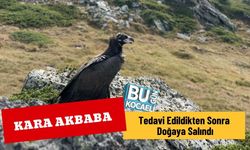 Kara Akbaba Tedavi Edildikten Sonra Doğaya Salındı