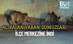 Aç Kalan Yaban Domuzları İlçe Merkezine İndi