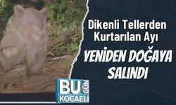 Dikenli Tellerden Kurtarılan Ayı Yeniden Doğaya Salındı