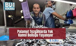 Palamut Tezgâhlarda Yok, Hamsi Bolluğu Yaşanıyor