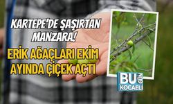 Kartepe’de Şaşırtan Manzara! Erik Ağaçları Ekim Ayında Çiçek Açtı