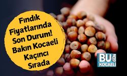 Fındık Fiyatlarında Son Durum! Bakın Kocaeli Kaçıncı Sırada…