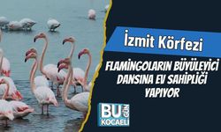 İzmit Körfezi, Flamingoların Büyüleyici Dansına Ev Sahipliği Yapıyor