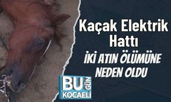 Kaçak Elektrik Hattı İki Atın Ölümüne Neden Oldu